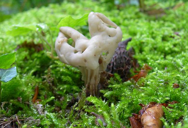 I  Funghi  della  faggeta  calcarea